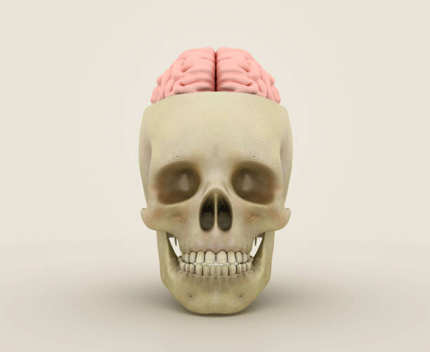 脳を持つ3D人間の頭蓋骨