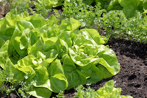 Fresh young spring lettuce grows on a garden bed