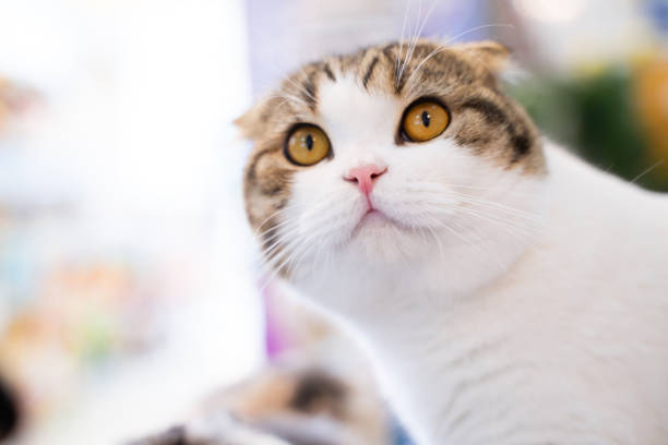 istock Cute shorthair cat on bokeh light background 1911789282
