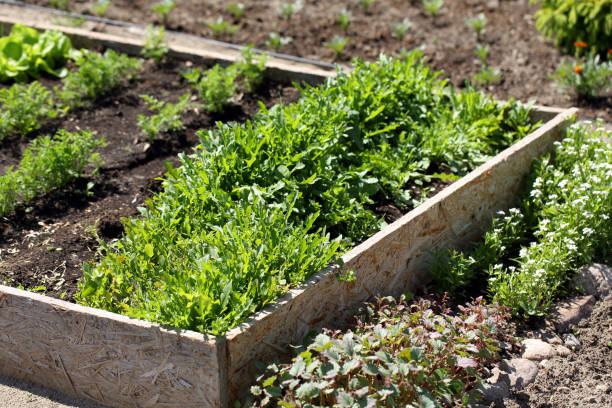 istock Fresh young spring arugula growing on a garden bed 1911789677