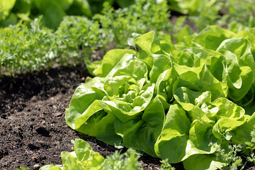 Fresh young spring lettuce grows on a garden bed