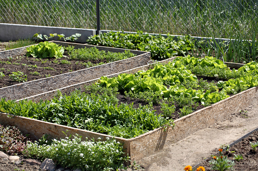 Fresh young spring vegetable grows on a garden bed in wooden boxes