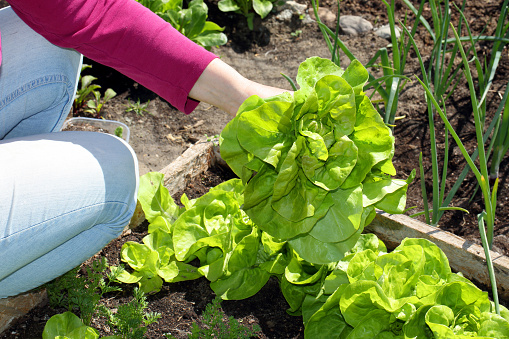 Fresh young spring lettuce woman is holding over the garden bed