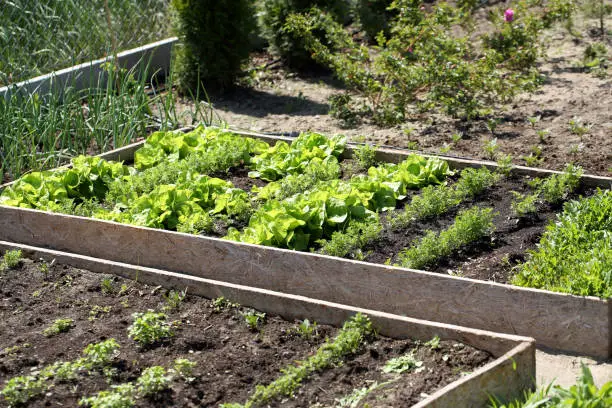 Photo of Fresh young spring vegetable grows on a garden bed in wooden boxes