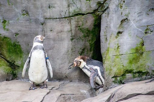 Humboldt penguin standing on a rocky shore. Two South American penguins resting after swimming. High quality photo
