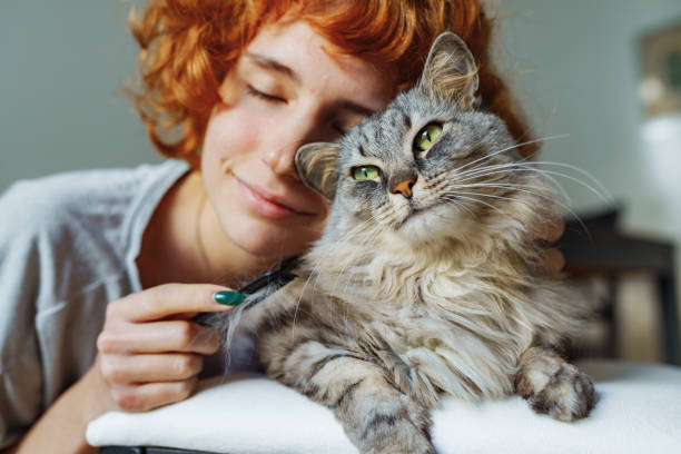 istock domestic cat grooming 1911805043