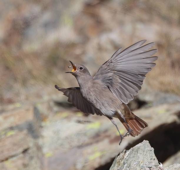 istock Capturing the dynamic moment of a Black Redstart in flight, launching from a rock, with open beak to catch an insect. 1911837778