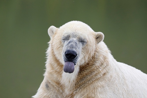An adorable polar bear with its tongue sticking out, eliciting a playful expression