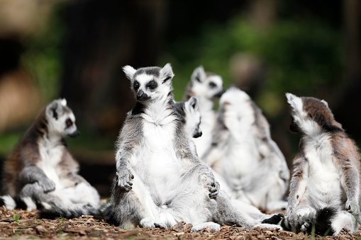 A group of lemurs casually perched together while gazing out into the horizon