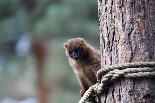 A small bamboo lemur perched on a tree trunk with several ropes hanging off the side