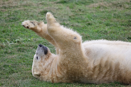 A polar bear enjoying a sunny day outdoors by rolling on its back in a lush grassy meadow