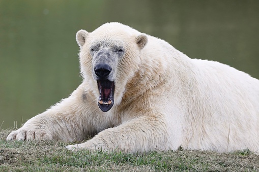 A majestic polar bear yawning while laying on a grassy area near a pond