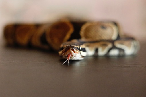 A closeup shot of a snake on a table with its tongue extended