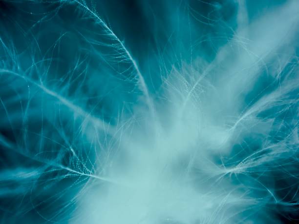 istock Detail of feathers 1911887410