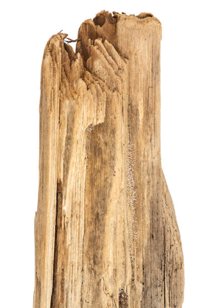 istock Part of driftwood isolated on white 1911891541