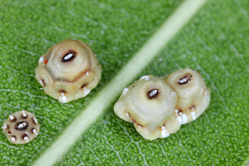 Fig wax scale (scientific name: Ceroplastes rusci, Coccidae). Insect reported as a significant pest of citrus and many other crops and ornamental plants.