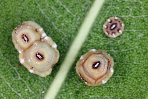 Fig wax scale (scientific name: Ceroplastes rusci, Coccidae). Insect reported as a significant pest of citrus and many other crops and ornamental plants.