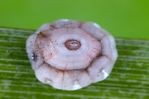 Fig wax scale (scientific name: Ceroplastes rusci, Coccidae). Insect reported as a significant pest of citrus and many other crops and ornamental plants.