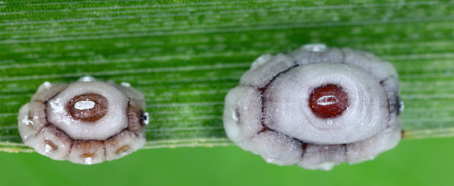 Fig wax scale (scientific name: Ceroplastes rusci, Coccidae). Insect reported as a significant pest of citrus and many other crops and ornamental plants.