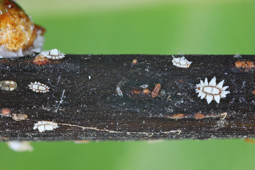 Fig wax scale (scientific name: Ceroplastes rusci, Coccidae). Insect reported as a significant pest of citrus and many other crops and ornamental plants.