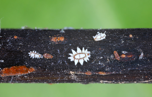 Fig wax scale (scientific name: Ceroplastes rusci, Coccidae). Insect reported as a significant pest of citrus and many other crops and ornamental plants.