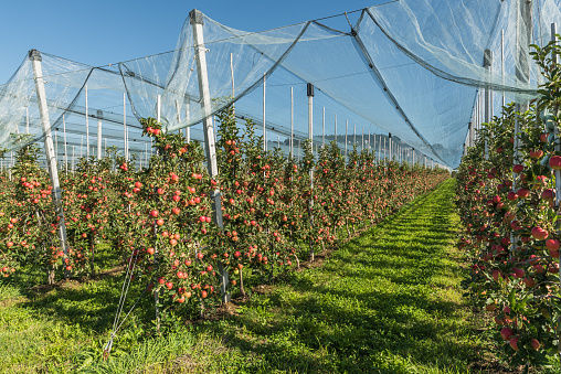 Apple garden on Lake Constance protected by a hail net. Rows of apple trees with ripe, red apples ready for harvesting. Fruit growing at Lake Constance. Food production and industry concept.