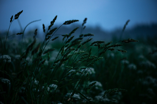 A scenic view of a grassy field in a misty evening