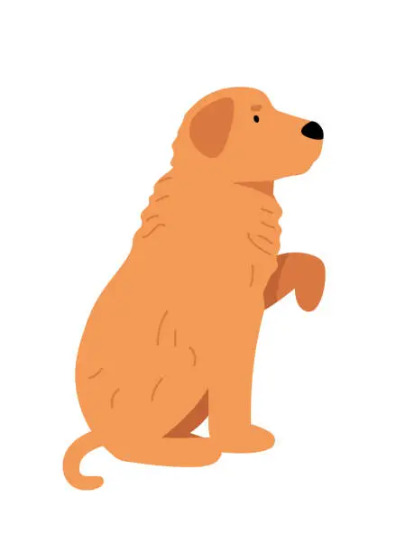 Vector illustration of The dog gives a paw. The retriever executes the command. Side view