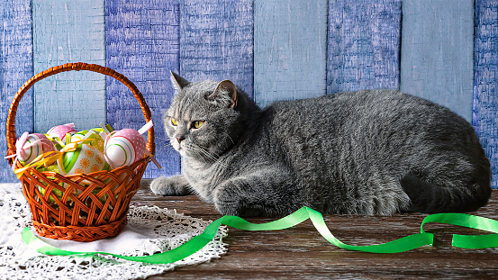 Gray Scottish cat and Easter eggs in a basket. Festive Easter composition with a ribbon on a wooden background.