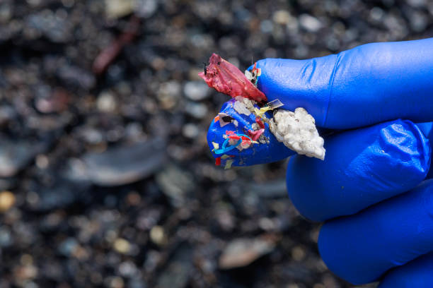 A close-up of a researcher wearing protective gloves, holding small pieces of microplastic pollution that have washed up on a beach. This visual underscores the environmental issue of plastic pollution and the need for research to understand and address its impact on marine ecosystems. The protective gear worn by the researcher emphasizes the importance of handling such materials with care. microplastic stock pictures, royalty-free photos & images