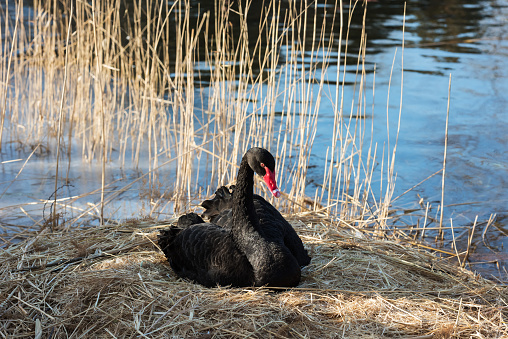 The black swan is lying on the haystack, warming the newly born little swan