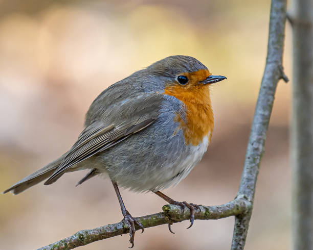 istock A rogin on a branch. 1911979960