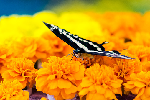 Black and white butterfly in Butterflies Garden in Dubai standing over an orange colored flowers