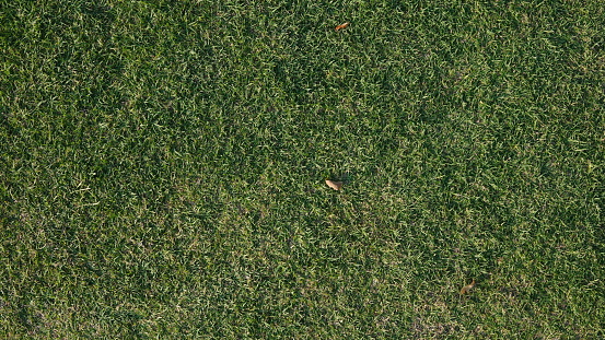 Green Grass Texture Background Top View