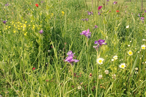 Close-up of wildflowers on a green spring summer meadow. Natural floral landscape field. Flower bloom on a country garden. Blooming flowers in a park