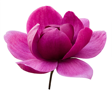 Purple magnolia flower isolated on white background