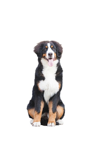 Bernese mountain dog puppy isolate on white background