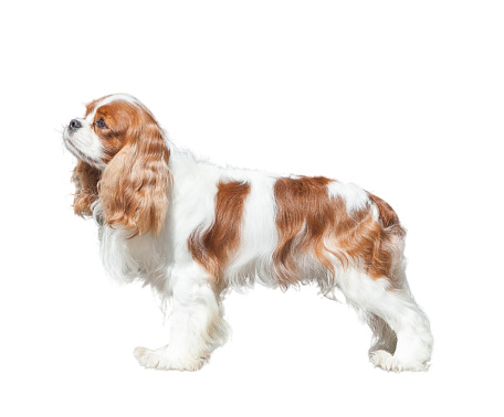 Cavalier King Charles Spaniel static in front of a white background