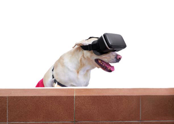 istock Labrador dog enjoying a bath at the veterinary clinic using artificial intelligence glasses in a white background 1912022448