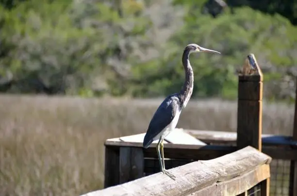 Egret resting on boardwalk at marshland Florida.