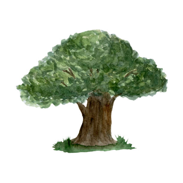 istock High quality watercolor oak tree illustration isolated on white 1912025070