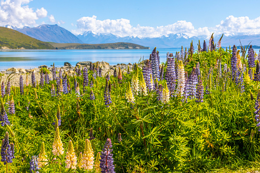 A scenic view of Lupine flowers at Lake Pukaki in New Zealand