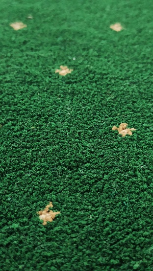 background: green carpet