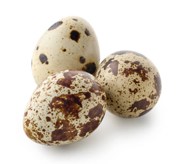 istock Group of three fresh quail perpaline eggs on white background 1912052925