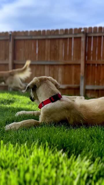 A puppy resting in the grass in the backyard while the other dogs play
