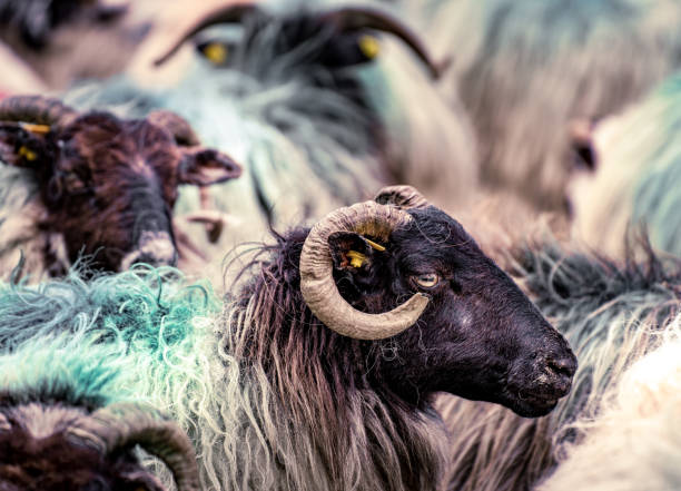 istock Flock of sheep in a field 1912060819