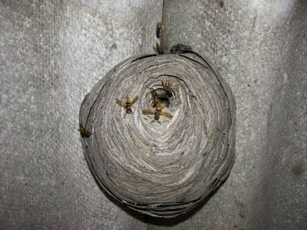 Several Buysson's Paper Wasps (Polistes buyssoni), an invasive species from North America in Chile, build and maintain brood cells in their paper nest built on the underside of a boulder in central Chile, near the capital Santiago.