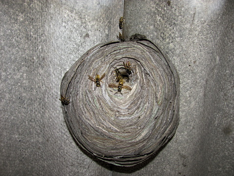 Wasps made a nest in the attic under the roof and live there