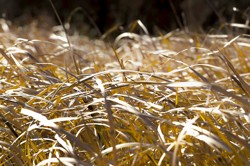 Field of pampas grass swaying in the wind with color retouching in a dazzling silver gold color.