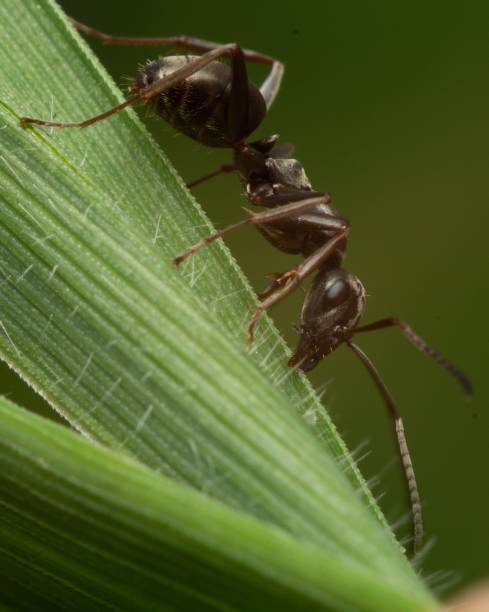 istock Macro shot of a black garden ant on a green leaf surface 1912087502